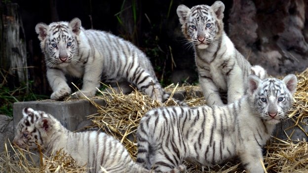 Nacen cuatro tigres de Bengala en zoológico