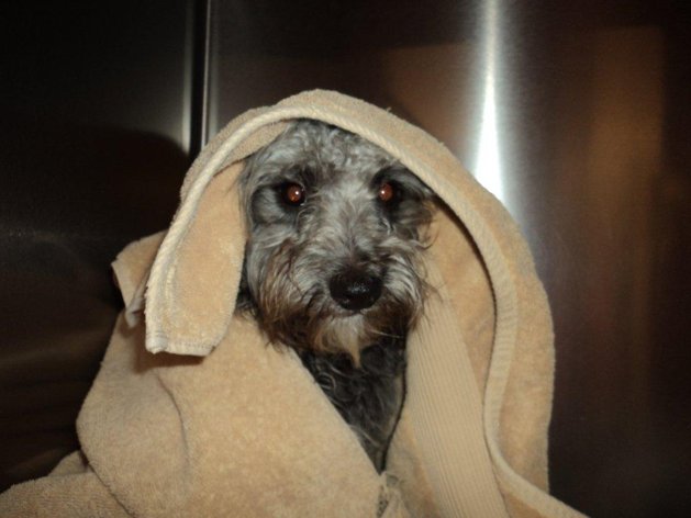 Abandonó a su perro en las vías del tren porque ya no lo quería