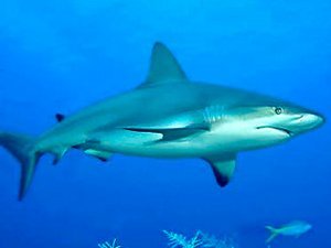 Cómo afecta la luna llena a los tiburones Cómo afecta la luna llena a los tiburones