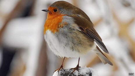 ¿Cuántas aves mueren al estrellarse contra un vidrio? ¿Cuántas aves mueren al estrellarse contra un vidrio?