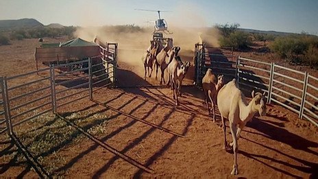 Cuál es el país con más camellos en el mundo