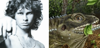 Un lagarto con el nombre de Jim Morrison