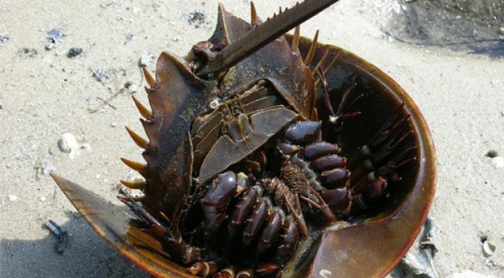 ¿La cacerola de mar podría frenar el VIH?