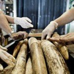 Información que debes conocer sobre el tráfico ilegal de animales - Fotos Información que debes conocer sobre el tráfico ilegal de animales - Fotos