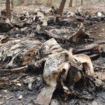 Información que debes conocer sobre el tráfico ilegal de animales - Fotos Información que debes conocer sobre el tráfico ilegal de animales - Fotos