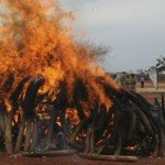 Información que debes conocer sobre el tráfico ilegal de animales - Fotos Información que debes conocer sobre el tráfico ilegal de animales - Fotos