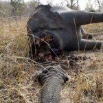 Información que debes conocer sobre el tráfico ilegal de animales - Fotos Información que debes conocer sobre el tráfico ilegal de animales - Fotos