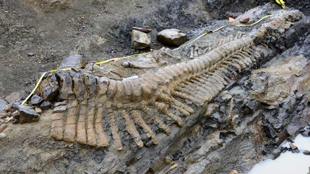 Hallan restos de dinosaurio de hace 72 millones de años en Coahuila Hallan restos de dinosaurio de hace 72 millones de años en Coahuila