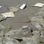 Fotos: Aparecen 300 mantarrayas muertas en playa de Veracruz