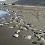 Fotos: Aparecen 300 mantarrayas muertas en playa de Veracruz