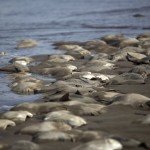 Fotos: Aparecen 300 mantarrayas muertas en playa de Veracruz