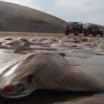 Fotos: Aparecen 300 mantarrayas muertas en playa de Veracruz