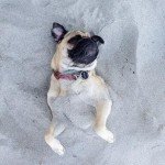 Fotos del perro más fotogénico del mundo Fotos del perro más fotogénico del mundo