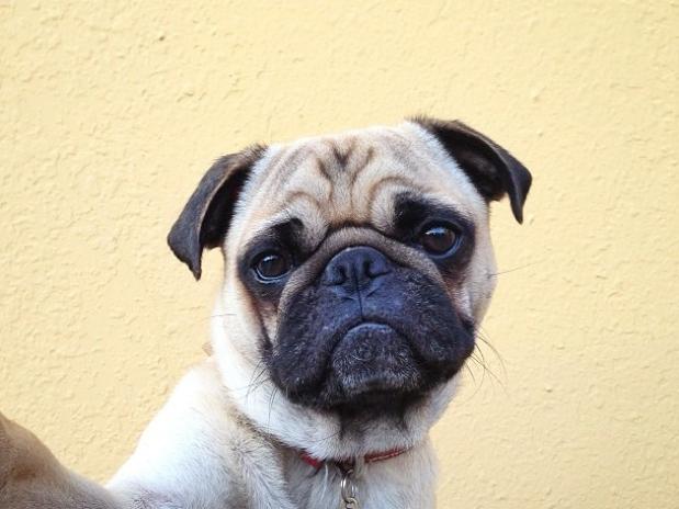 Fotos del perro más fotogénico del mundo Fotos del perro más fotogénico del mundo