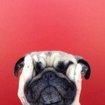 Fotos del perro más fotogénico del mundo Fotos del perro más fotogénico del mundo