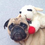 Fotos del perro más fotogénico del mundo Fotos del perro más fotogénico del mundo