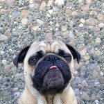 Fotos del perro más fotogénico del mundo Fotos del perro más fotogénico del mundo