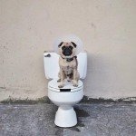 Fotos del perro más fotogénico del mundo Fotos del perro más fotogénico del mundo