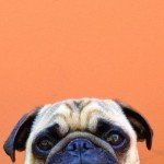 Fotos del perro más fotogénico del mundo Fotos del perro más fotogénico del mundo