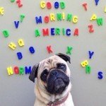 Fotos del perro más fotogénico del mundo Fotos del perro más fotogénico del mundo