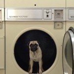 Fotos del perro más fotogénico del mundo Fotos del perro más fotogénico del mundo