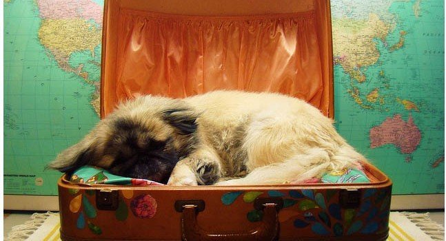 Información para salir de viaje con tu mascota Información para salir de viaje con tu mascota