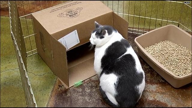 Conoce al gato con sobrepeso por comer pasta
