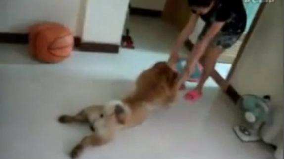 Video: La odisea para bañar a este perro Video: La odisea para bañar a este perro