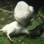 Ratón se enfrenta a víbora para salvar a un amigo - Fotos Ratón se enfrenta a víbora para salvar a un amigo - Fotos