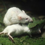 Ratón se enfrenta a víbora para salvar a un amigo - Fotos Ratón se enfrenta a víbora para salvar a un amigo - Fotos