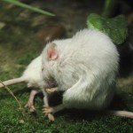 Ratón se enfrenta a víbora para salvar a un amigo - Fotos Ratón se enfrenta a víbora para salvar a un amigo - Fotos
