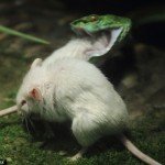 Ratón se enfrenta a víbora para salvar a un amigo - Fotos Ratón se enfrenta a víbora para salvar a un amigo - Fotos