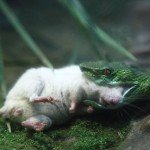 Ratón se enfrenta a víbora para salvar a un amigo - Fotos Ratón se enfrenta a víbora para salvar a un amigo - Fotos