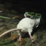Ratón se enfrenta a víbora para salvar a un amigo - Fotos Ratón se enfrenta a víbora para salvar a un amigo - Fotos