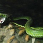 Ratón se enfrenta a víbora para salvar a un amigo - Fotos Ratón se enfrenta a víbora para salvar a un amigo - Fotos