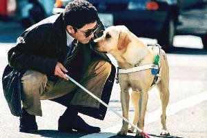 Conoce la diversidad de tareas que los perros pueden hacer