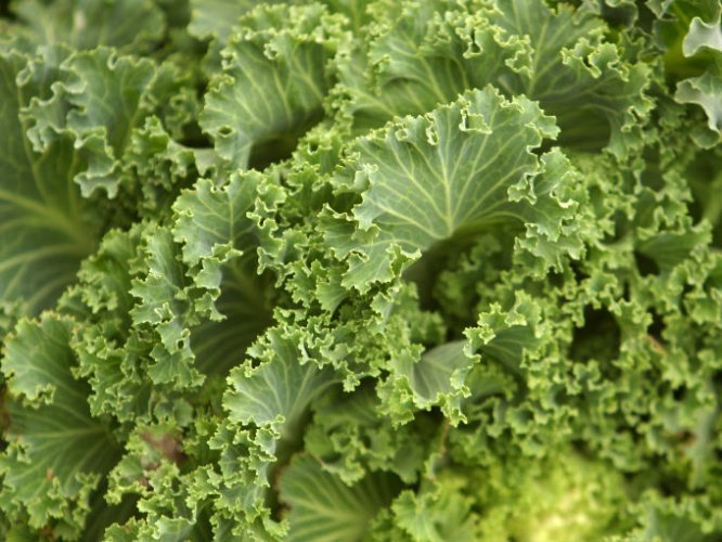 Las ventajas de consumir Kale
