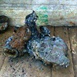 Fotos y video: Bola de fuego atemoriza a mayas de Yucatán Fotos y video: Bola de fuego atemoriza a mayas de Yucatán