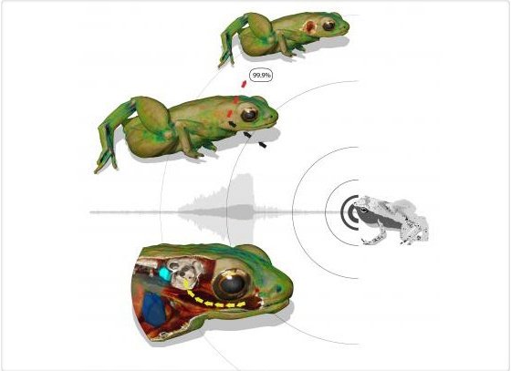 Descubren una especie de rana que escucha por la boca