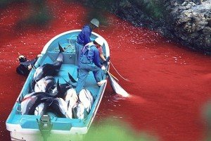 Japón busca abrir parque marino para comer ballenas y delfines
