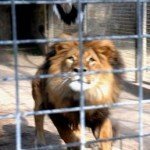 Paloma lograr huir de las fauces de un león