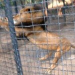 Paloma lograr huir de las fauces de un león