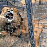 Paloma lograr huir de las fauces de un león