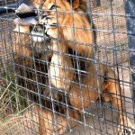Paloma lograr huir de las fauces de un león