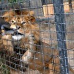 Paloma lograr huir de las fauces de un león