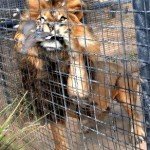 Paloma lograr huir de las fauces de un león
