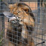 Paloma lograr huir de las fauces de un león