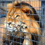 Paloma lograr huir de las fauces de un león