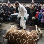 Zoológico de Copenhague causa polémica al matar a joven jirafa y dar sus restos a los leones - Fotos