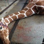 Zoológico de Copenhague causa polémica al matar a joven jirafa y dar sus restos a los leones - Fotos